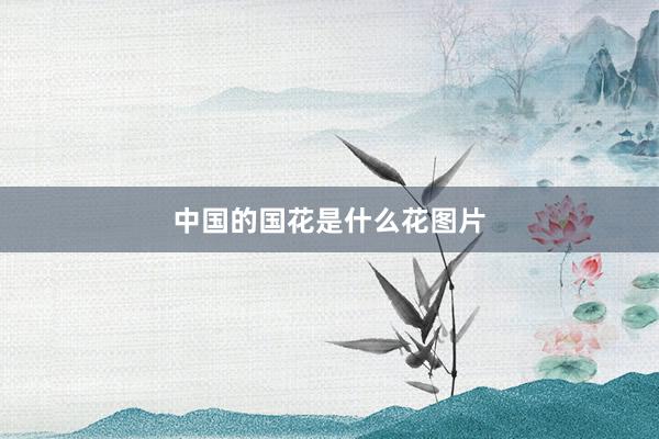 中国的国花是什么花图片